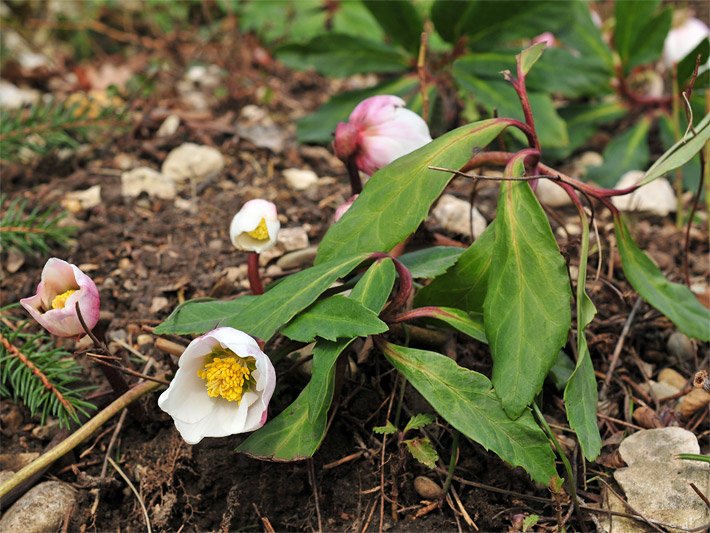 Weiße Blüten von Christrosen (Schneerosen), botanischer Name Helleborus niger, mit gelben Kronblättern und Staubblättern im Garten
