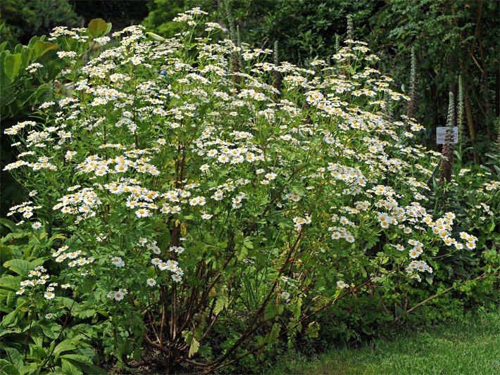 Etwa 1 Meter hohe, blühende Mutterkraut-Staude mit weiß-gelben Blüten in einem Staudenbeet