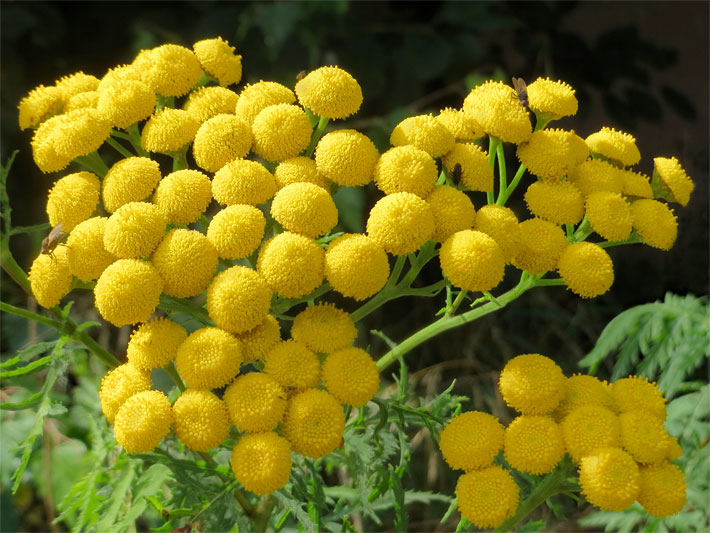 Doldenrispige, gelbe Blütenkörbchen von einem Rainfarn oder Wurmkraut, botanischer Name Tanacetum vulgare oder Chrysanthemum vulgare
