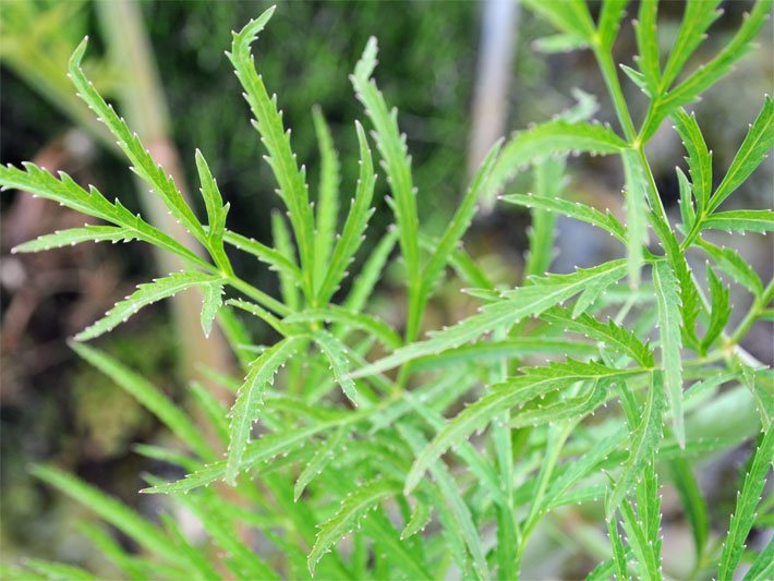 Gift-Wasserschierling, botanischer Name Cicuta virosa, mit zwei- und dreifach gefiederten sowie scharf gesägten, hellgrünen Blättern