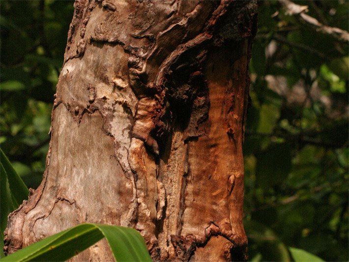 Rotbraune Rinde von einem Zimt-Baum