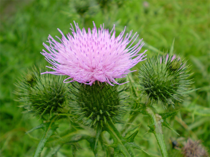 Violette Körbchen-Blüte von einer Gewöhnliche Kratzdistel, botanischer Name Cirsium vulgare