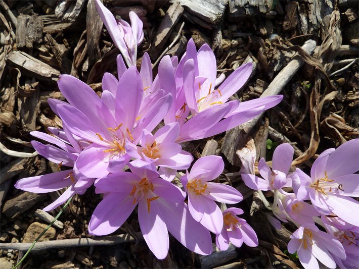 Rosa-violette Blüten von einer Herbstzeitlosen der Art Colchicum autumnale