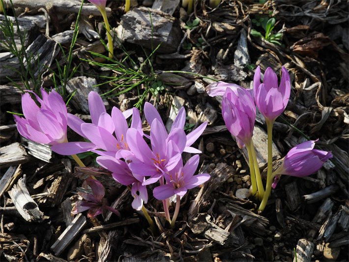 Geöffnete Trichterblüten und ungeöffnete Blüten mit purpur-violetter Blütenfarbe einer Syrischen bzw. Riesen-Herbstzeitlosen, botanischer Name Colchicum bornmuelleri