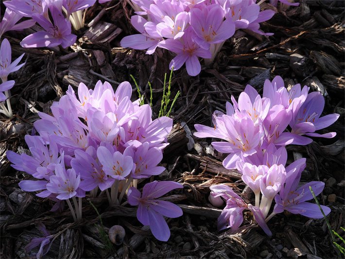 Rosa-violette Blüten einer Byzanzer bzw. Türkischen Herbstzeitlosen, botanischer Name Colchicum byzantinum, in einem Beet