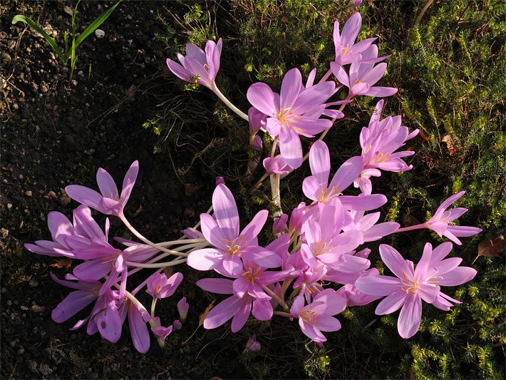 Rosa Blüten einer Garten-Herbstzeitlosen der Sorte Lilac Wonder, botanischer Name Colchicum autumnale