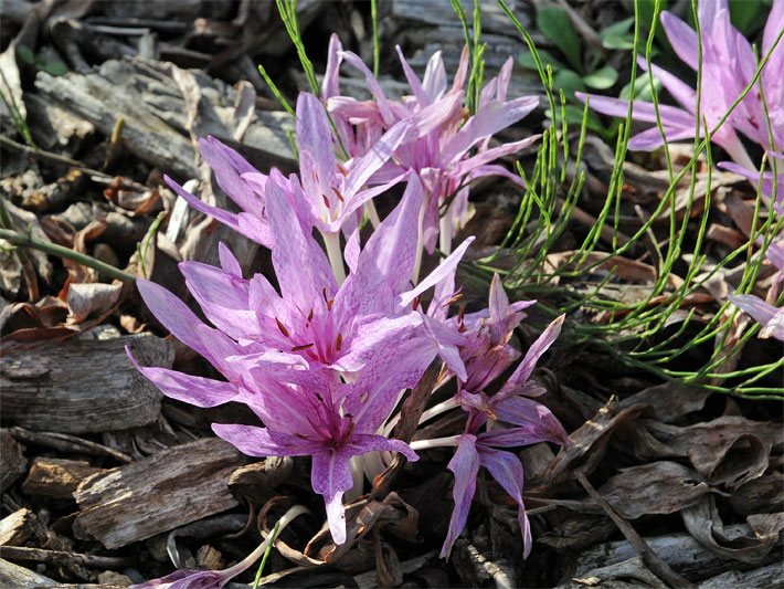 Violett-rosa, leicht gemusterte Blüten einer Herbstzeitlosen-Hybride, botanischer Name Colchicum x agrippinum