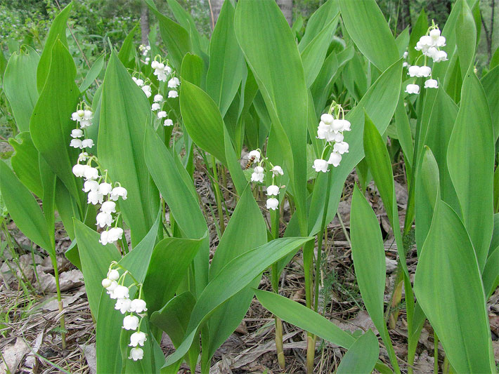Weiße Blüten von Maiglöckchen, botanischer Name Convallaria majalis, im Wald