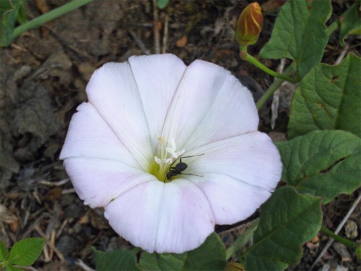 Trichterblüte mit weißer Blüte-Farbe einer Ackerwinde, botanischer Name Convolvulus arvensis