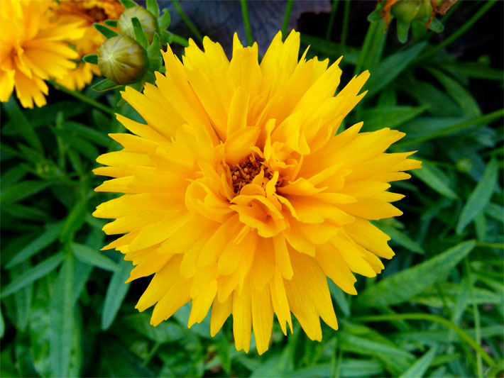 Honig-gelb blühendes Großblumiges Mädchenauge, botanischer Name Coreopsis grandiflora, auf einer Wiese im Garten