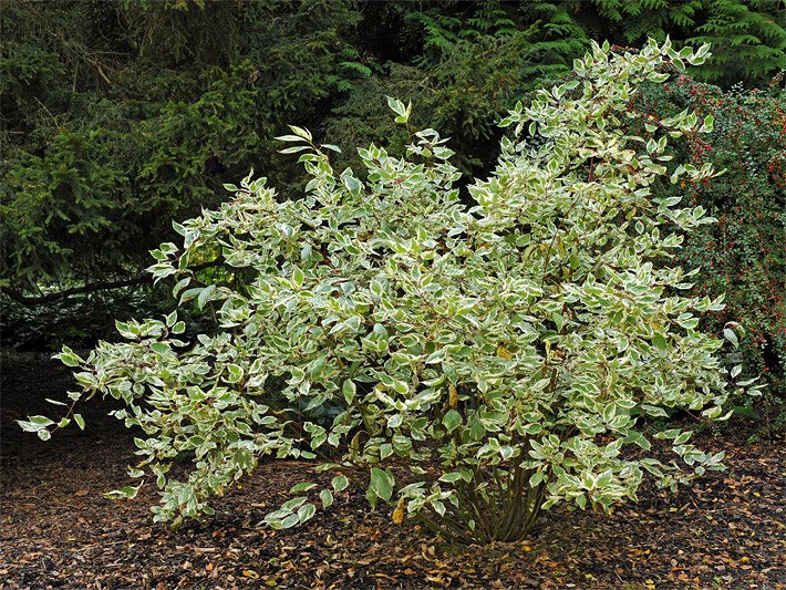 Weißbunter Hartriegel-Strauch der Sorte Argenteomarginata, botanischer Name Cornus alba, mit weiß-cremefarben umrandeten, grünen Blättern