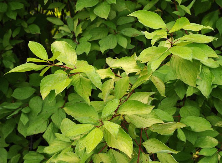 Gelb-grün gefärbte Blätter von einem Gelblaubigen oder Tatarischen Hartriegel der Sorte Aurea