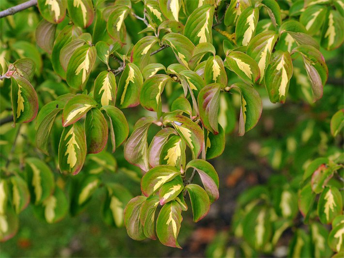 Gefleckte grüne Blätter eines Japanischen Blumen-Hartriegels der Sorte Goldstar, botanischer Name Cornus kousa