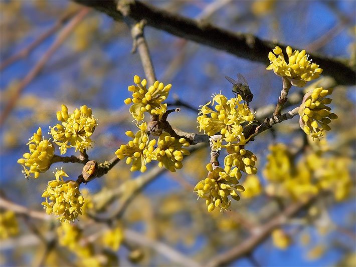 Kornelkirsche, botanischer Name Cornus mas, mit gelber Blüte und Fliege in der Winter-Blütezeit Februar