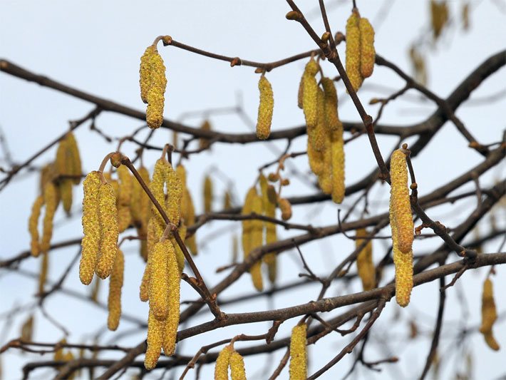 Männliche, längliche und dunkelgelbe Blüten einer Haselnuss, botanischer Name Corylus avellana, auch Kätzchen genannt