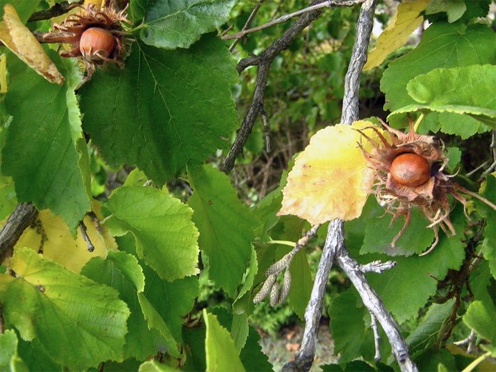 Baum-Hasel-Äste mit Blättern und Haselnüssen