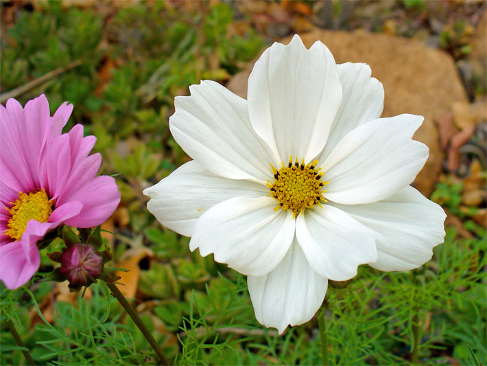 Zwei Schmuckkörbchen mit weißen und mit rosa-violetten Blüten, botanischer Name Cosmea bipinnata, in einem Vorgarten-Beet