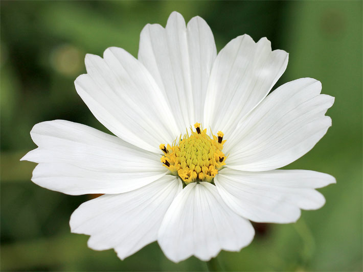 Weiß blühendes Schmuckkörbchen, botanischer Name Cosmea bipinnata oder als Synonym auch Cosmos bipinnatus