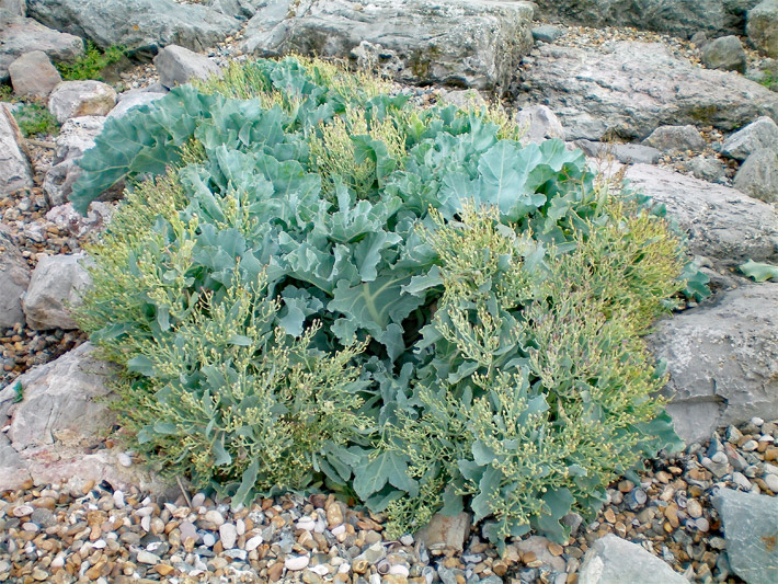 Gelb blühender Meerkohl, botanischer Name Crambe maritima, mit großen Blättern als Ziergemüse in einem Steingarten