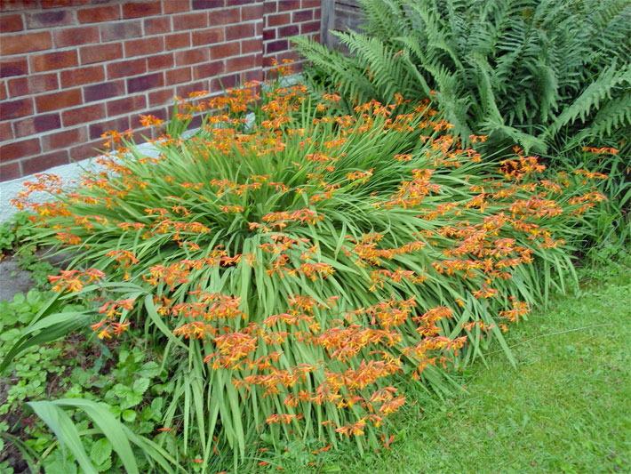 Orange blühende Gold-Montbretien in einem Staudenbeet, botanischer Name Crocosmia aurea 