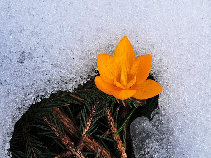 Orange blühender Kleiner / Balkan-Krokus, botanischer Name Crocus chrysanthus, auf dem Balkon; unter der Schnee-Bedeckung sind Fichten-Zweige zur Abdeckung zu erkennen