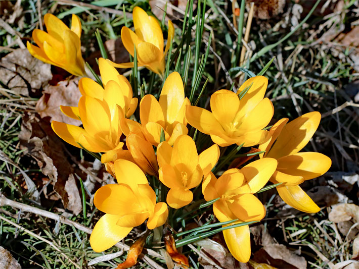 Goldgelb blühender Gold-Krokus, botanischer Name Crocus flavus, in einem Beet