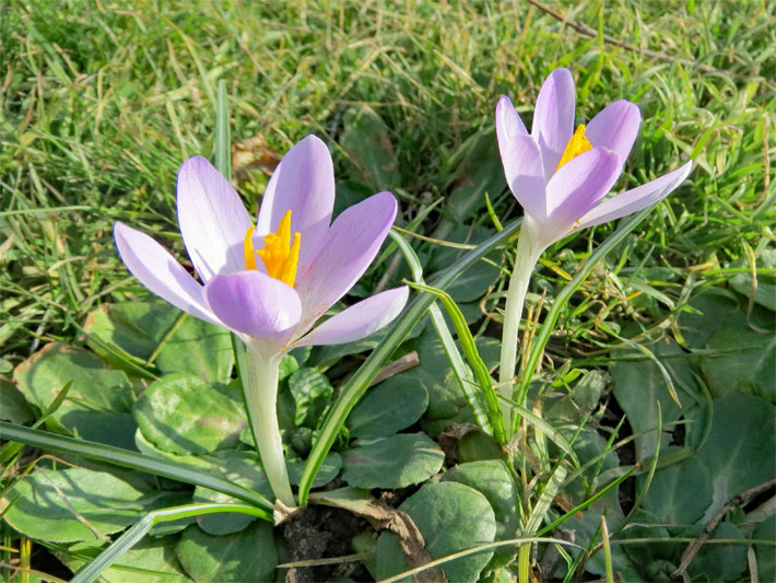 Blass-violett bluehender Duft-Herbst-Krokus, botanischer Name Crocus longiflorus, in einem Garten-Beet