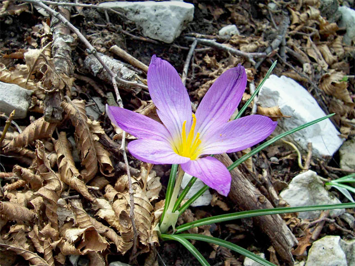 Violette Blüte von einem Neapel-Krokus, botanisch Crocus napolitanus