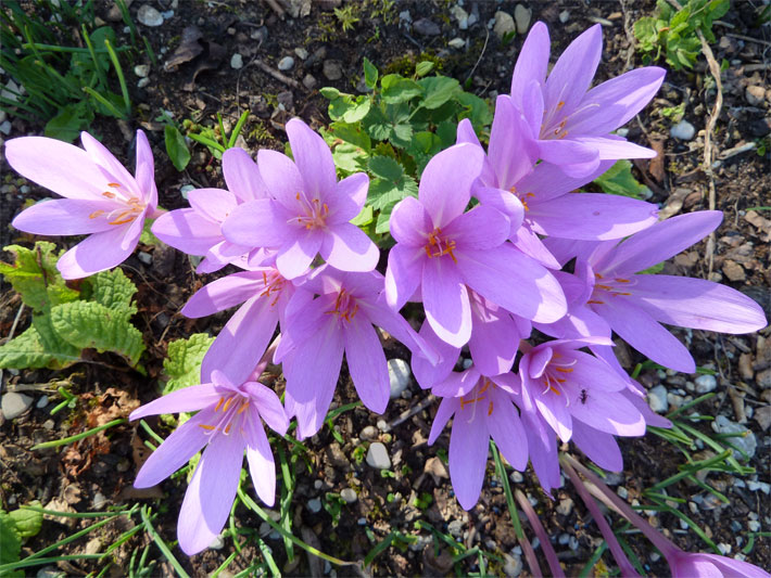 Violett blühender, großblütiger Rosen-Herbst-Krokus, lateinischer Name Crocus pulchellus, in einem Blumenbeet