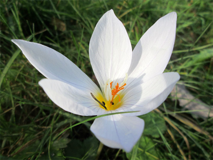 Weiß blühende, großblütigen Pracht-Herbst-Krokus der Sorte Albus, lateinischer Name Crocus speciosus, in einem Garten-Beet