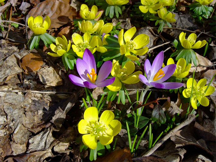 Violette Blüten von einem Elfen- oder Dalmatiner-Krokus, botanischer Name Crocus tommasinianus, umgeben von gelben Winterlingen