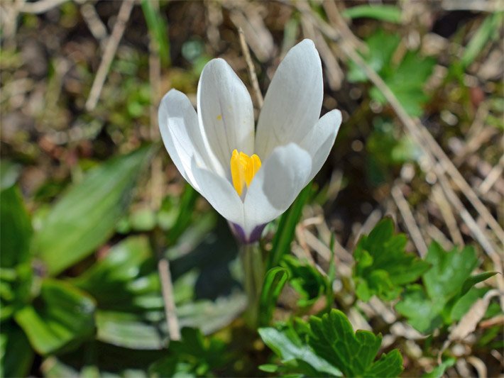 Weiße Blüte von einem Frühlings-Krokus, botanischer Name Crocus vernus, in einem Blumen-Beet