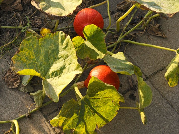 Zwei leuchtend-rote Garten-Kürbisse, botanischer Name Cucurbita pepo, am Rand von einem Gemüsebeet