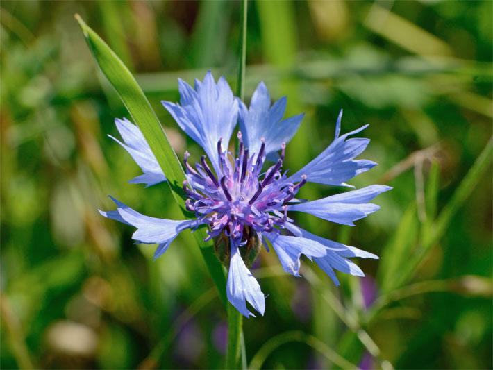 Kornblume/Zyane, botanischer Name Cyanus segetum oder Centaurea cyanus, mit blau bis violett verlaufender Blütenfarbe und körbchenförmiger Blüten-Form