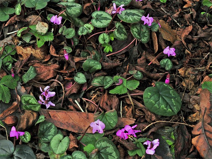Grün gemusterte Blätter und kleine, purpurfarbene Blüten von blühenden Herbst-Alpenveilchen im Garten, botanischer Name Cyclamen hederifolium