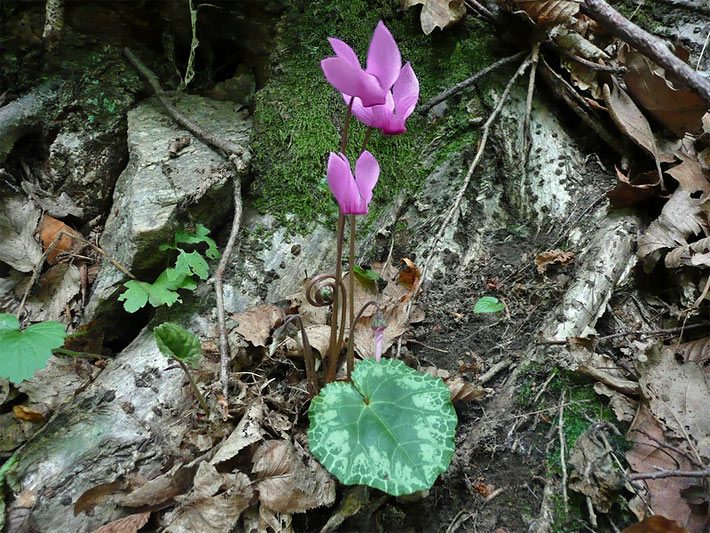 Europäisches Alpenveilchen, botanischer Name Cyclamen purpurascens, mit rosa-violetten Blüten im Wald