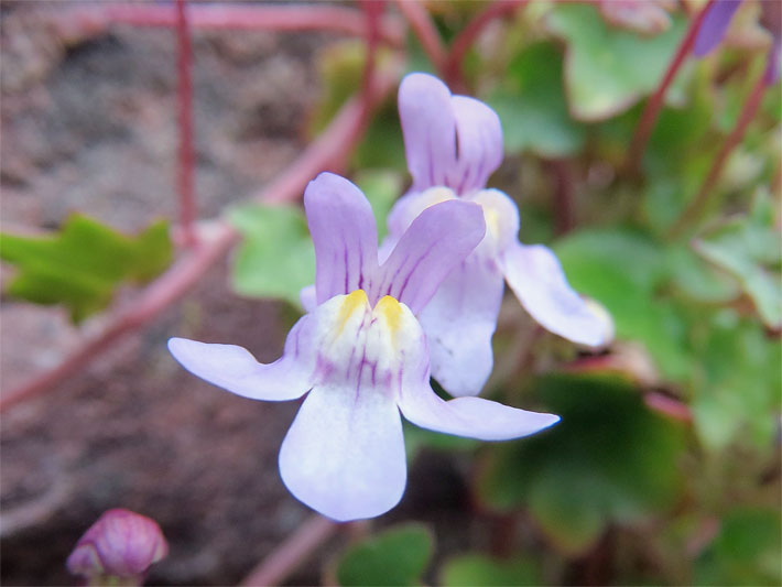 Lippenblüte mit hell-violetter Blüten-Farbe und gelber Färbung auf der unteren Lippe von einem Zimbelkraut (Mauer-Zymbelkraut), botanischer Name Cymbalaria muralis, in einem Vorgarten