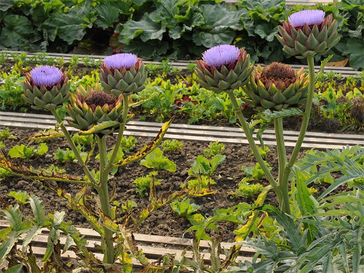 Violette Artischocken-Blüten, botanischer Name Cynara cardunculus, in einem Gemüse-Beet im Garten