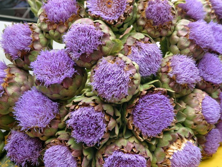 Blühende Artischocken der Art Cynara scolymus mit violetten Blüten und Blättern