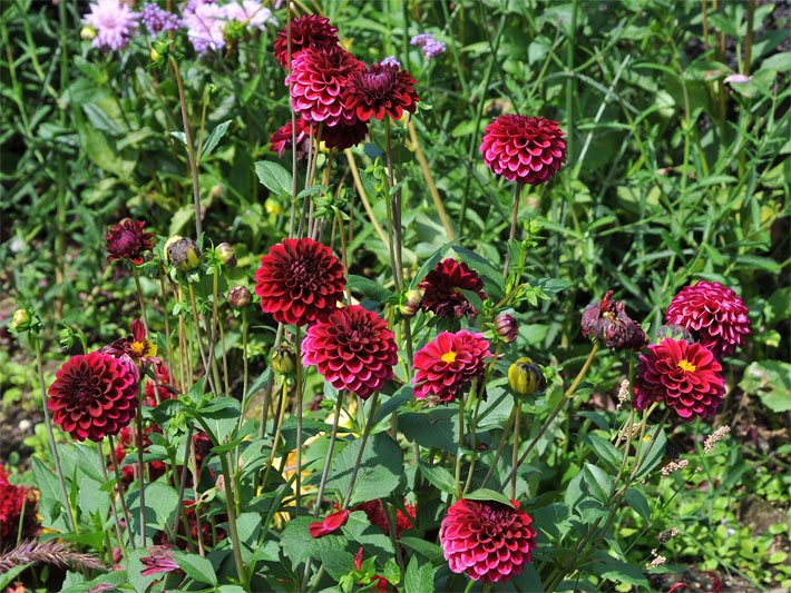 Dunkelrote Blüten von Garten-Dahlien der Sorte Glow, botanischer Name Dahlia x hortensis, in einem Blumen-Beet