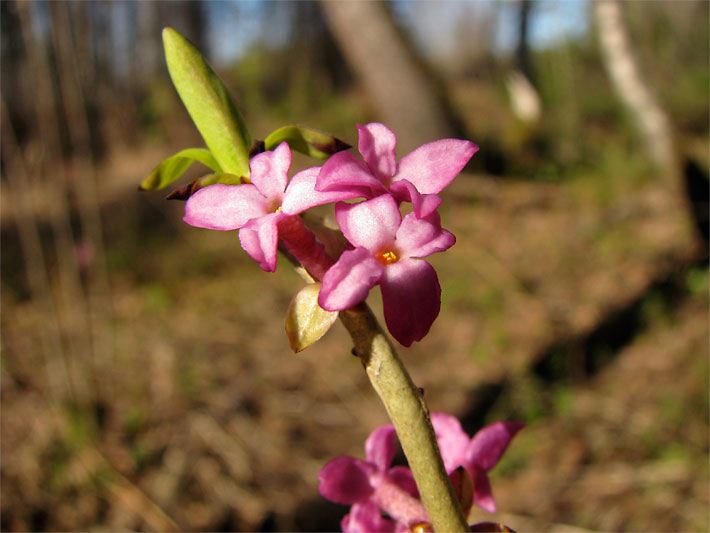 Echter Seidelbast, botanischer Name Daphne mezereum, in blass purpurroter Blüte in der Blütezeit März