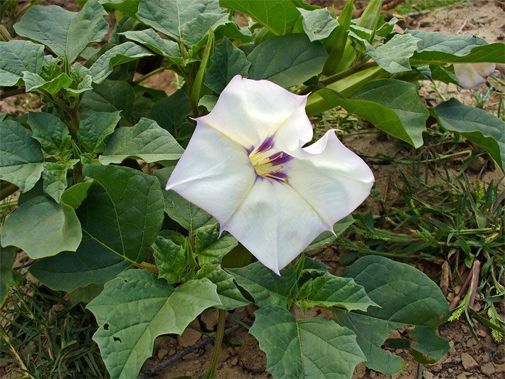 Weiße Blüte der Stechapfel-Art Datura Discolor