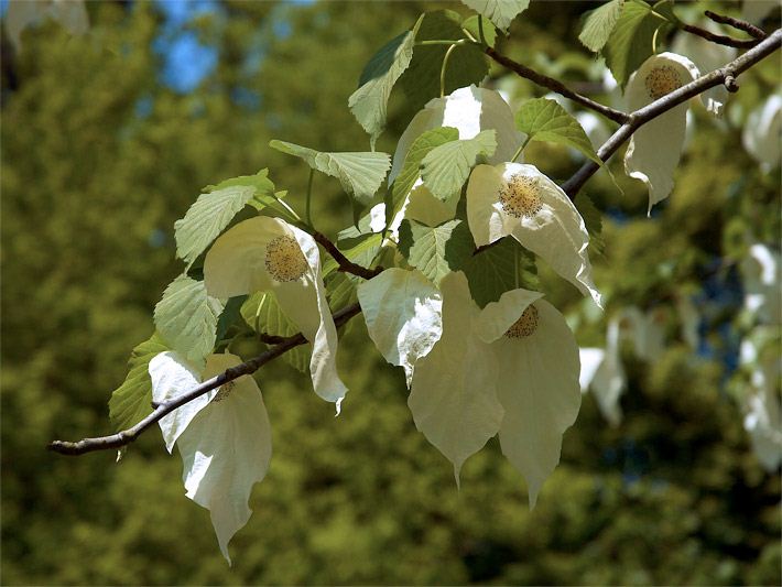Weisse Blüten eines Taschentuchbaumes Davidia involucrata