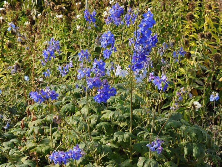 Blau-violette Blüten eines Hohen Garten-Rittersporns