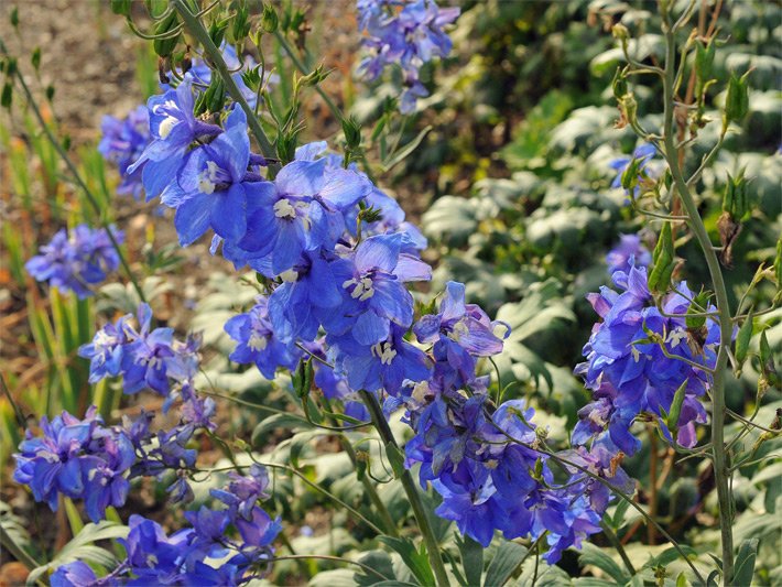 Enzianblaue Blüten einer Rittersporn-Hybride der Sorte Lanzenträger, botanischer Name Delphinium Elatum