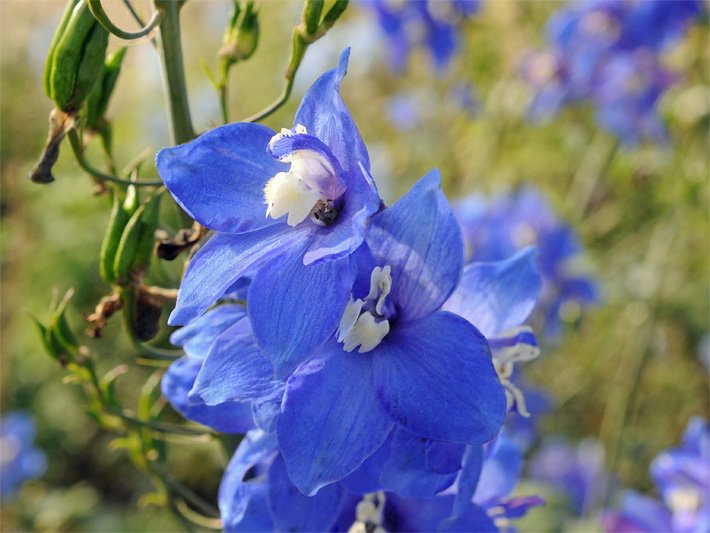 Makroaufnahme einer ultramarin-blauen Blüten mit weißer Mitte einer Hybride vom Hohen Rittersporn, botanischer Name Delphinium Elatum-Hybride der Sorte Lanzenträger, in einem Beet