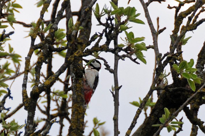 Buntspecht im Frühjahr auf einem Ast von einem Birnbaum