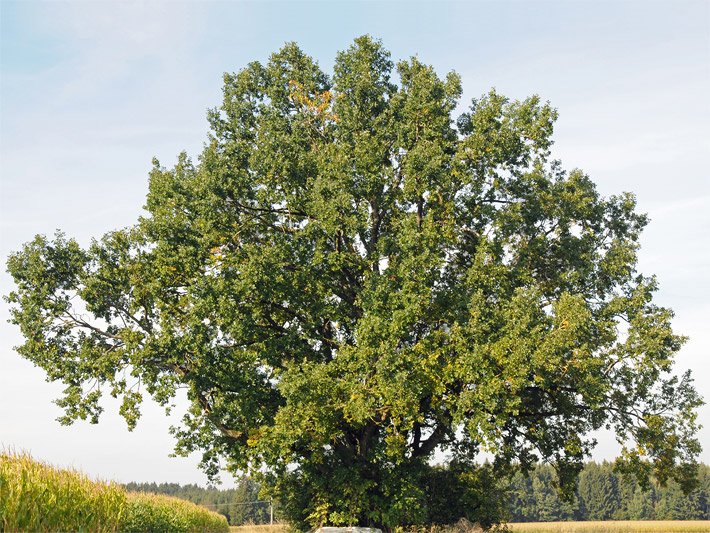 Stieleiche bzw. Deutsche Eiche in Bayern als frei stehender Baum auf dem Land
