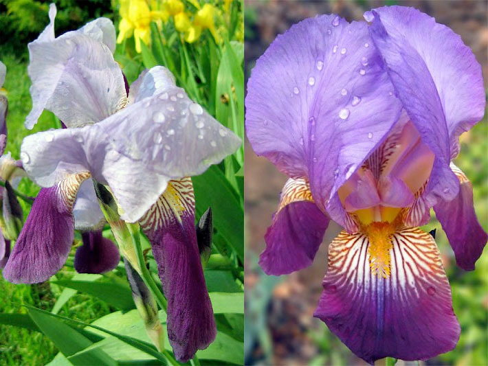 Zwei Rachenblüten mit lila-violetter und weiß-lila Blüten-Farbe einer Deutschen Schwertlilie, botanischer Name Iris x germanica
