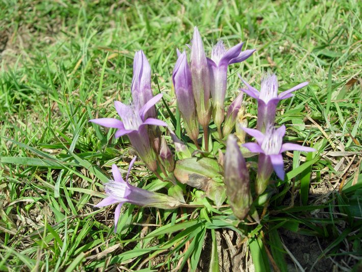 Rosa-violette Tellerblüte von einem Deutschen Enzian, botanischer Name Gentianella germanica, mit Blüten-Kronröhre, die durch ein Haargitter verschlossen ist